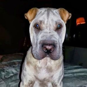 Meet your Posher, Patrick